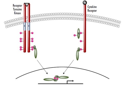 Mechanisms of Stat3 Activation